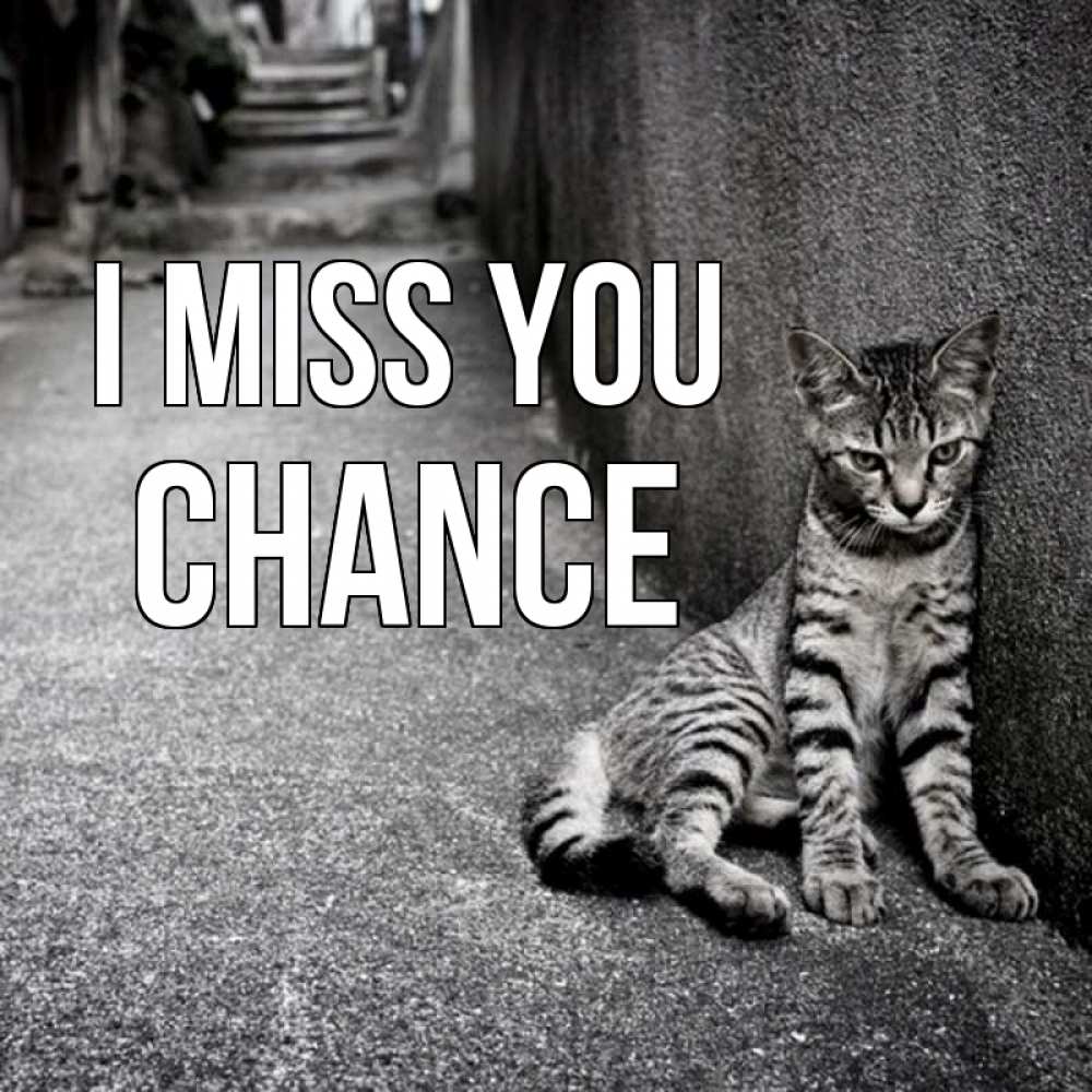 Greetings card с именем, Chance I miss you одиноко котику Greetings with text for free download 