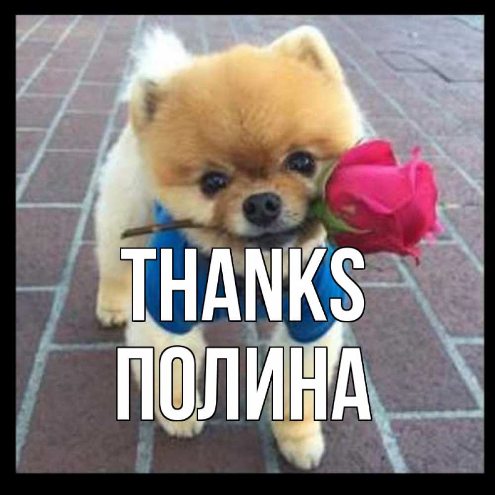 Greetings card с именем, Полина Thanks спасибо и дарю тебе цветок Greetings with text for free download 