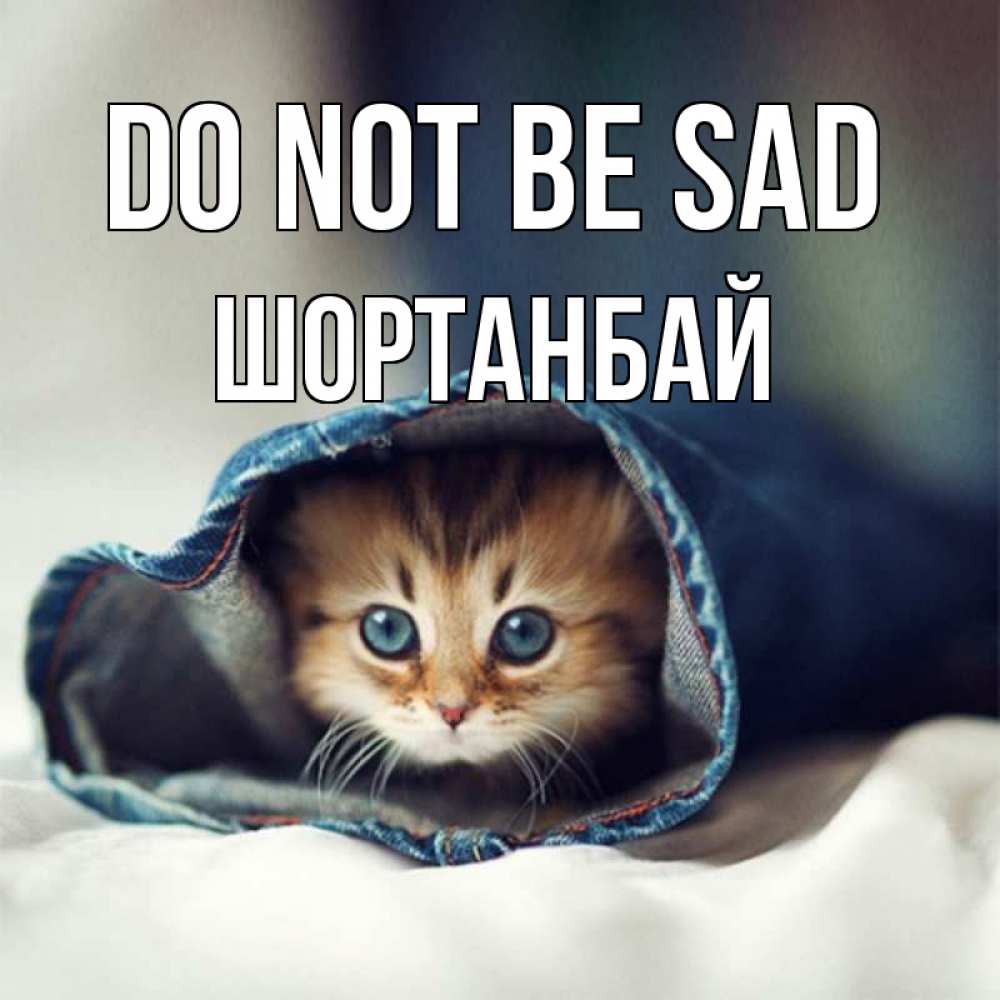Greetings card с именем, ШОРТАНБАЙ Do not be sad кот в одежде Greetings with text for free download 
