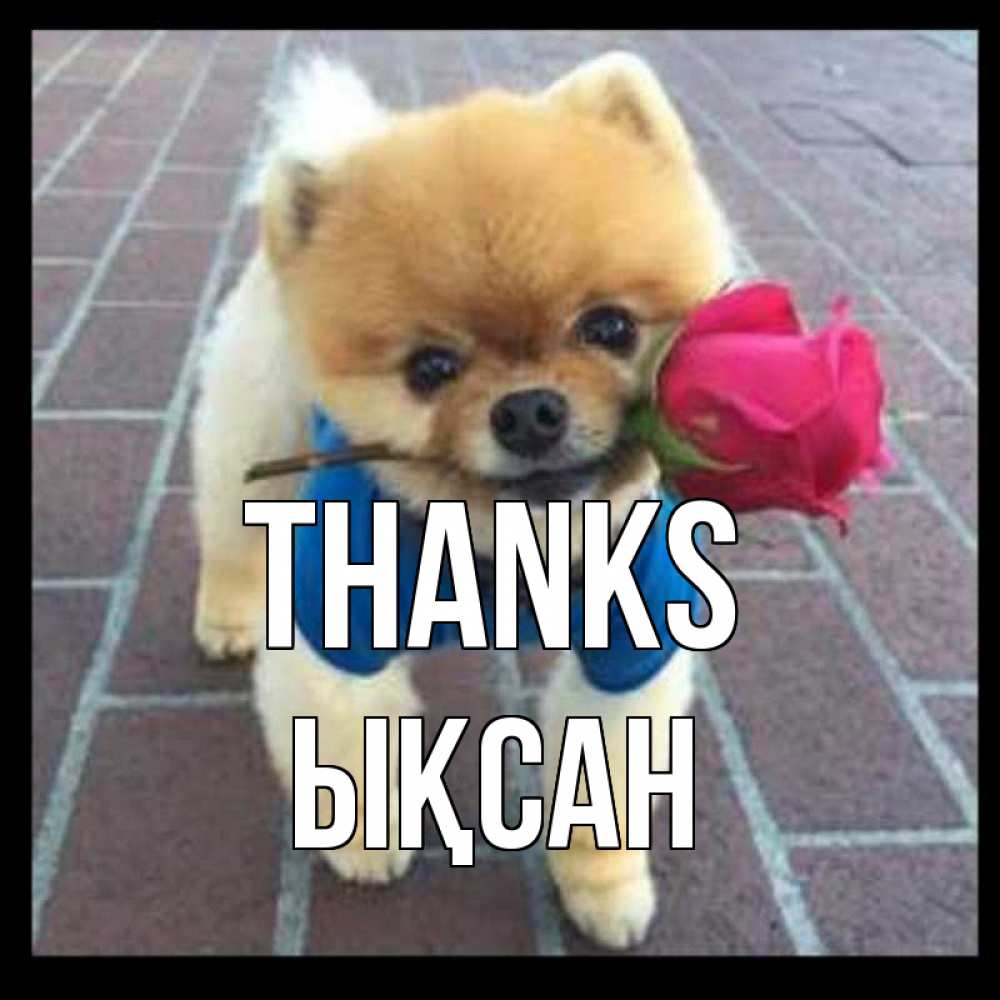 Greetings card с именем, ЫҚСАН Thanks спасибо и дарю тебе цветок Greetings with text for free download 
