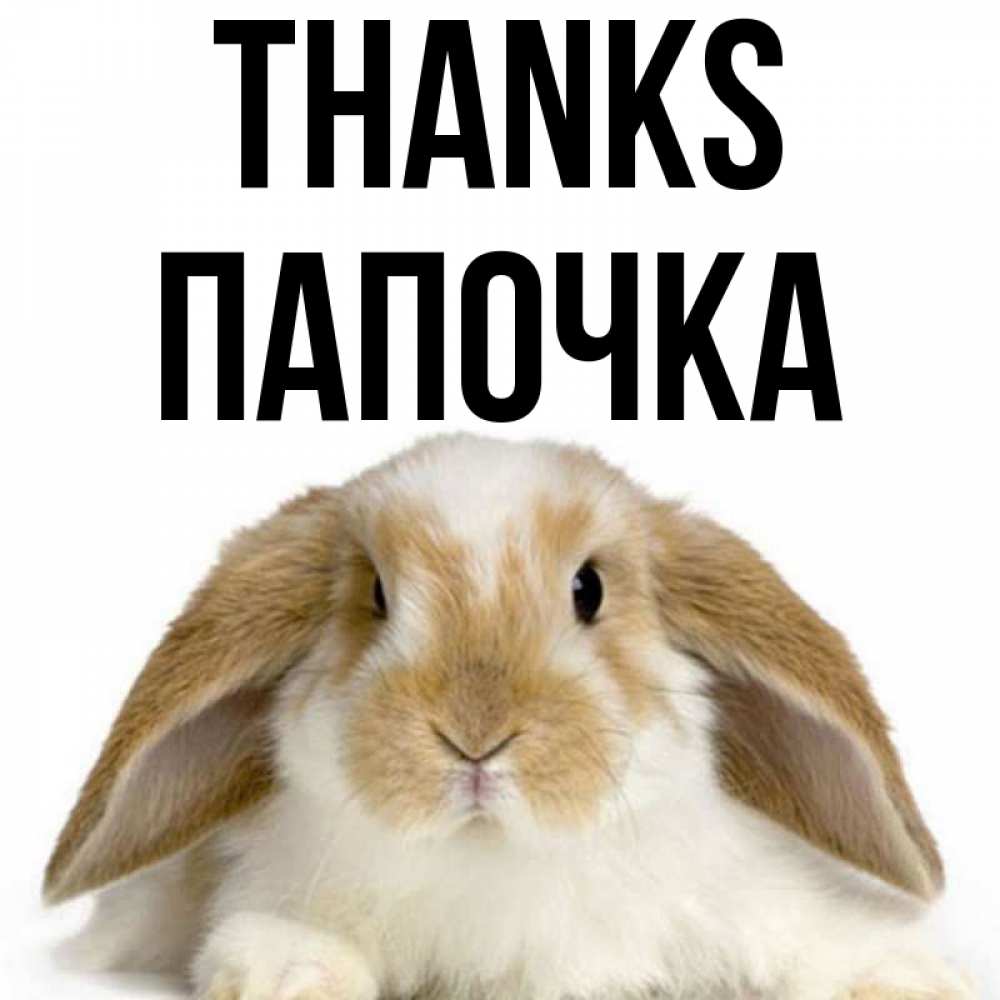 Greetings card с именем, Папочка Thanks коричнево белый заяц Greetings with text for free download 