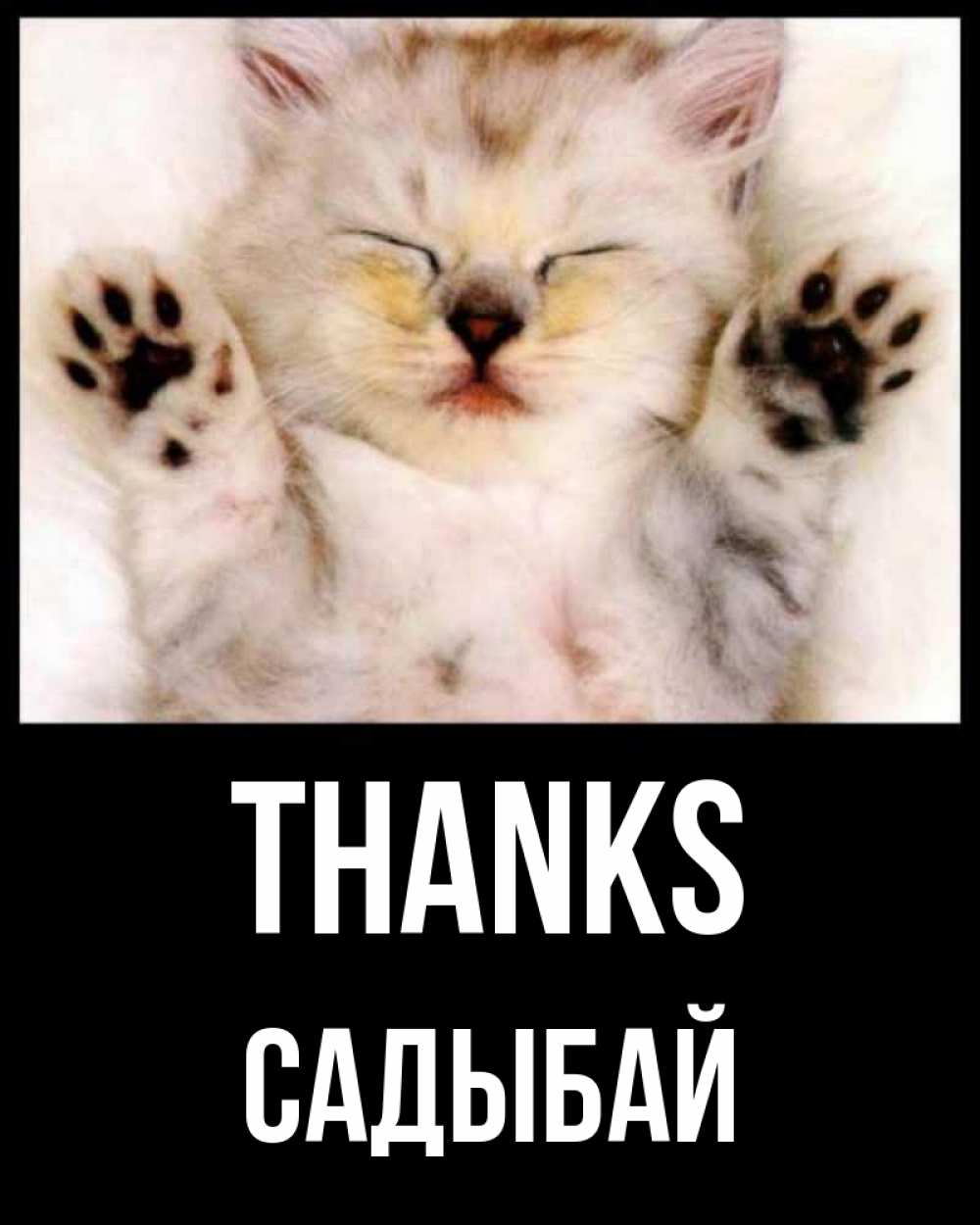 Greetings card с именем, САДЫБАЙ Thanks маленький котенок Greetings with text for free download 