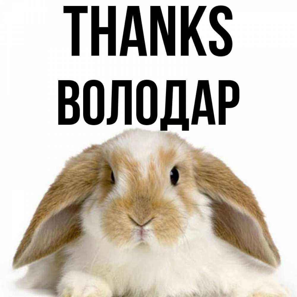 Greetings card с именем, Володар Thanks коричнево белый заяц Greetings with text for free download 