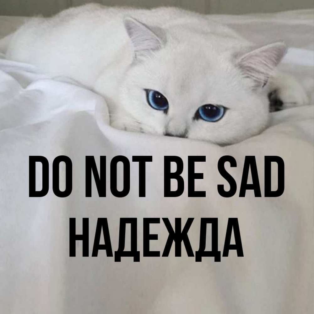 Greetings card с именем, Надежда Do not be sad Голубоглазая кошка Greetings with text for free download 