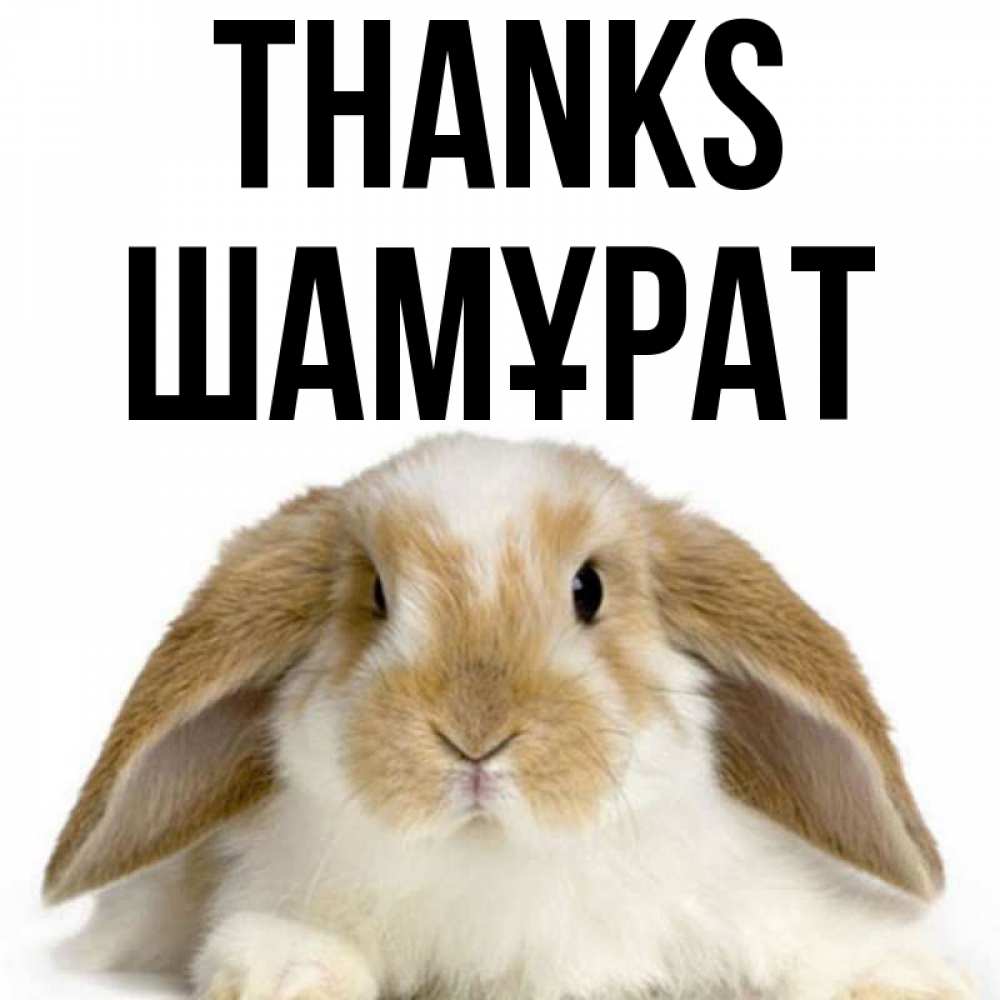 Greetings card с именем, ШАМҰРАТ Thanks коричнево белый заяц Greetings with text for free download 