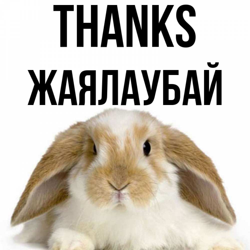 Greetings card с именем, Жаялаубай Thanks коричнево белый заяц Greetings with text for free download 
