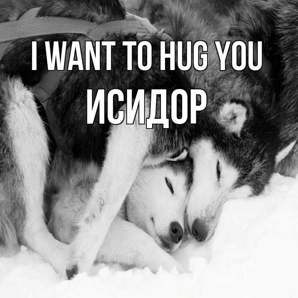 Greetings card с именем, Исидор I want to hug you собачки в упряжке Greetings with text for free download 