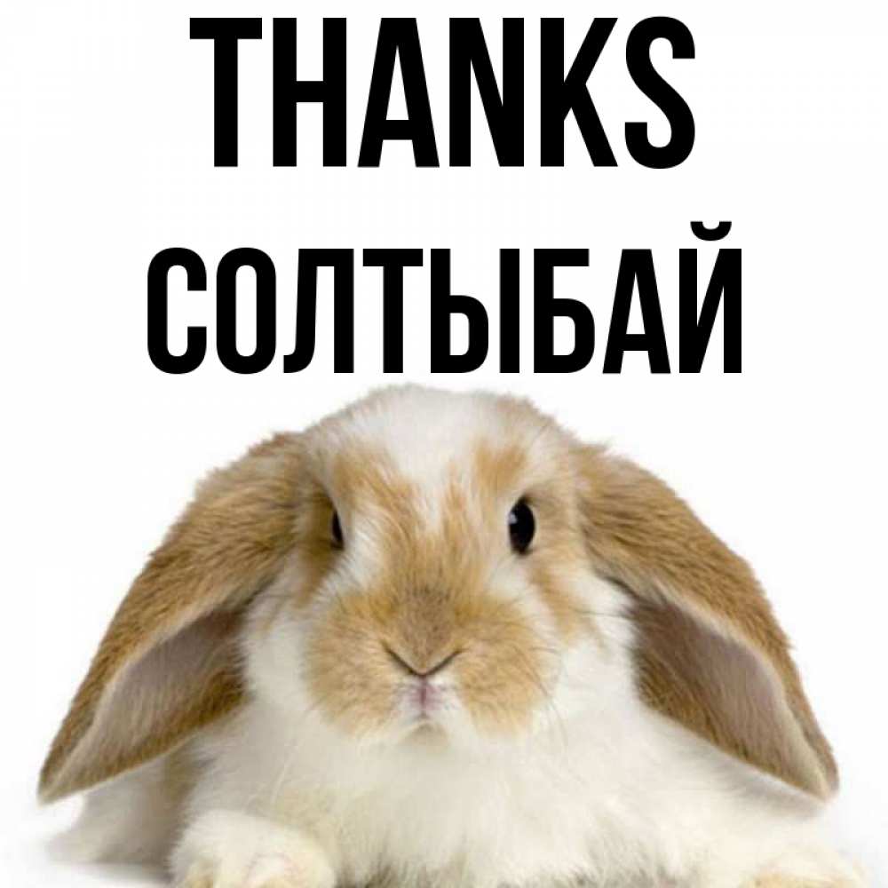 Greetings card с именем, СОЛТЫБАЙ Thanks коричнево белый заяц Greetings with text for free download 