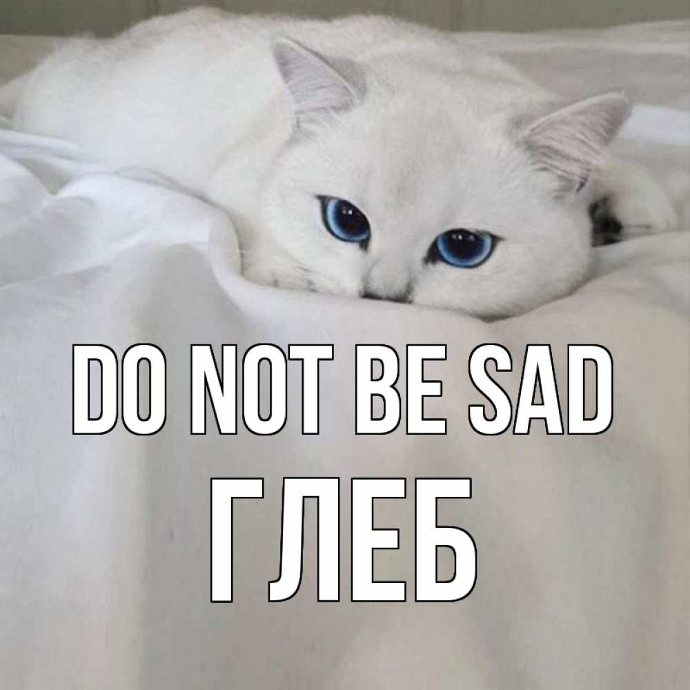 Greetings card с именем, Глеб Do not be sad белый кот с голубыми глазами на белоснежной кровати Greetings with text for free download 