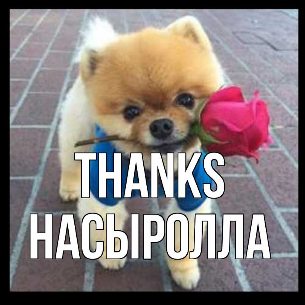 Greetings card с именем, Насыролла Thanks спасибо и дарю тебе цветок Greetings with text for free download 