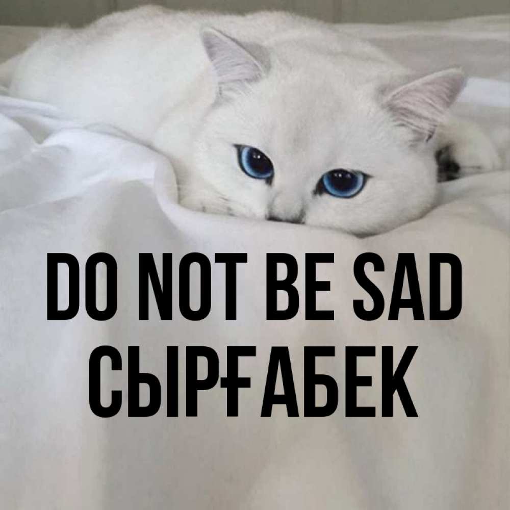 Greetings card с именем, СЫРҒАБЕК Do not be sad Голубоглазая кошка Greetings with text for free download 