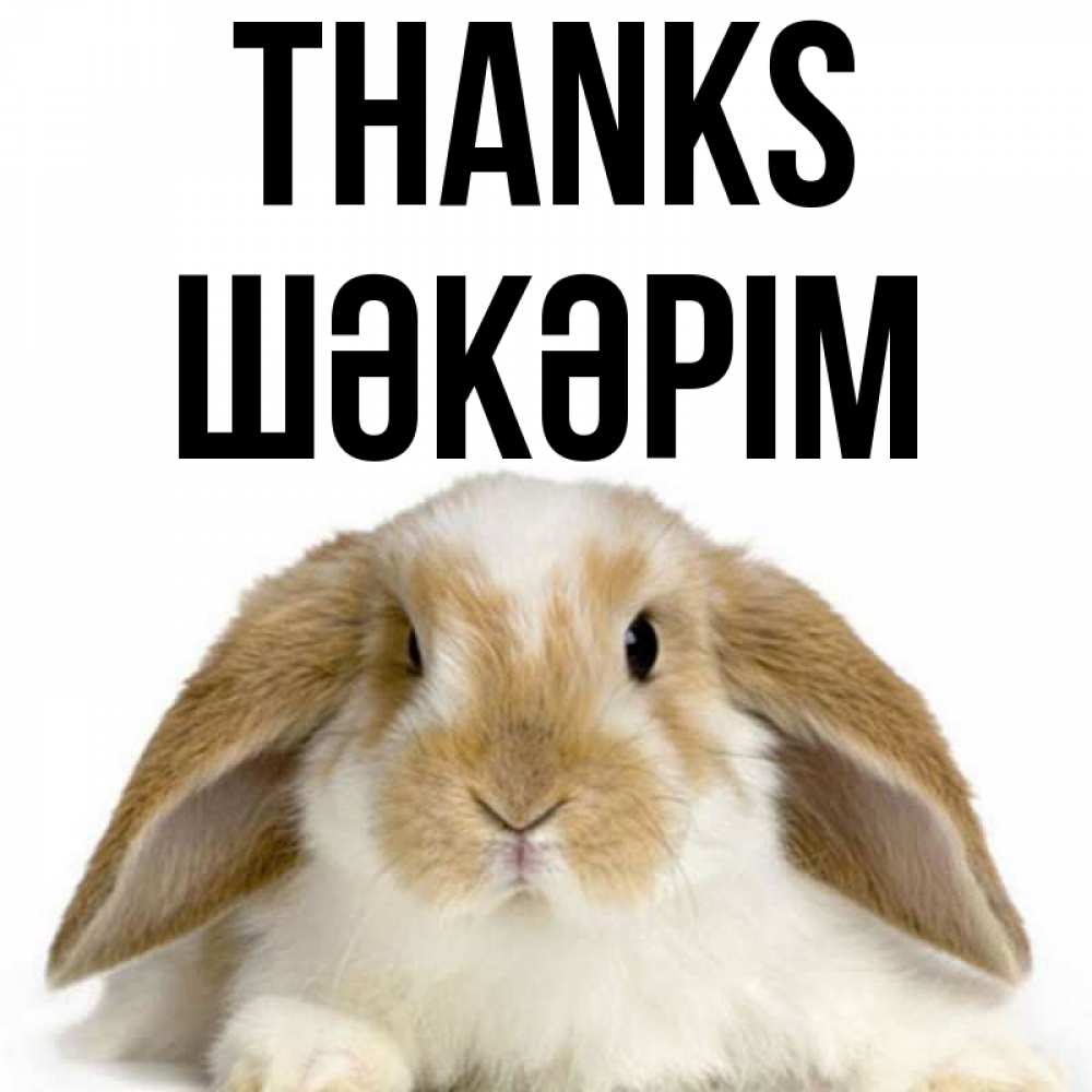 Greetings card с именем, ШӘКӘРІМ Thanks коричнево белый заяц Greetings with text for free download 