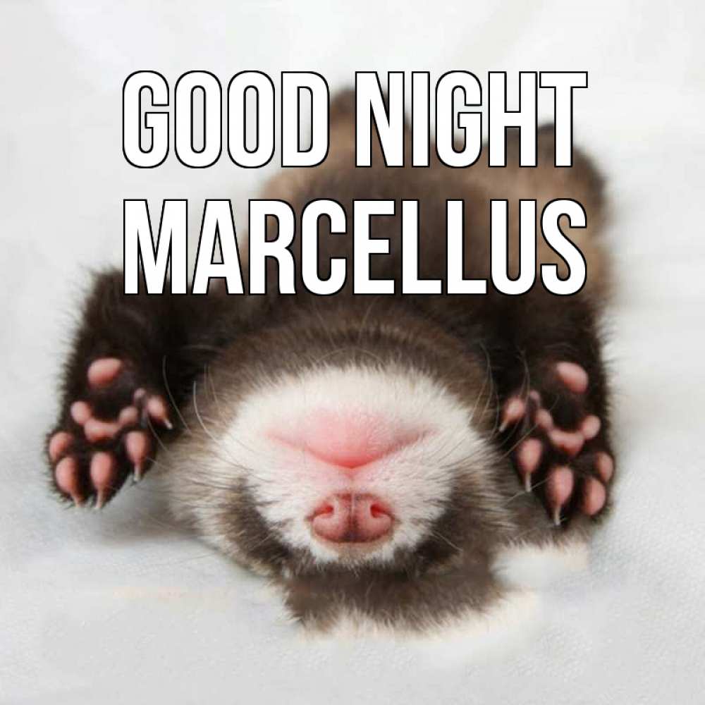 Greetings card с именем, Marcellus Good night зверек Greetings with text for free download 