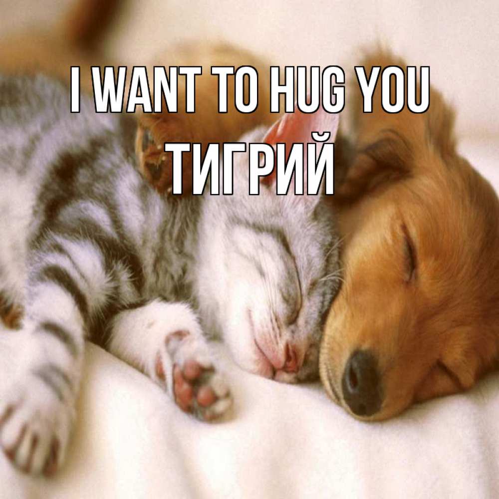 Greetings card с именем, Тигрий I want to hug you пес и котенок Greetings with text for free download 