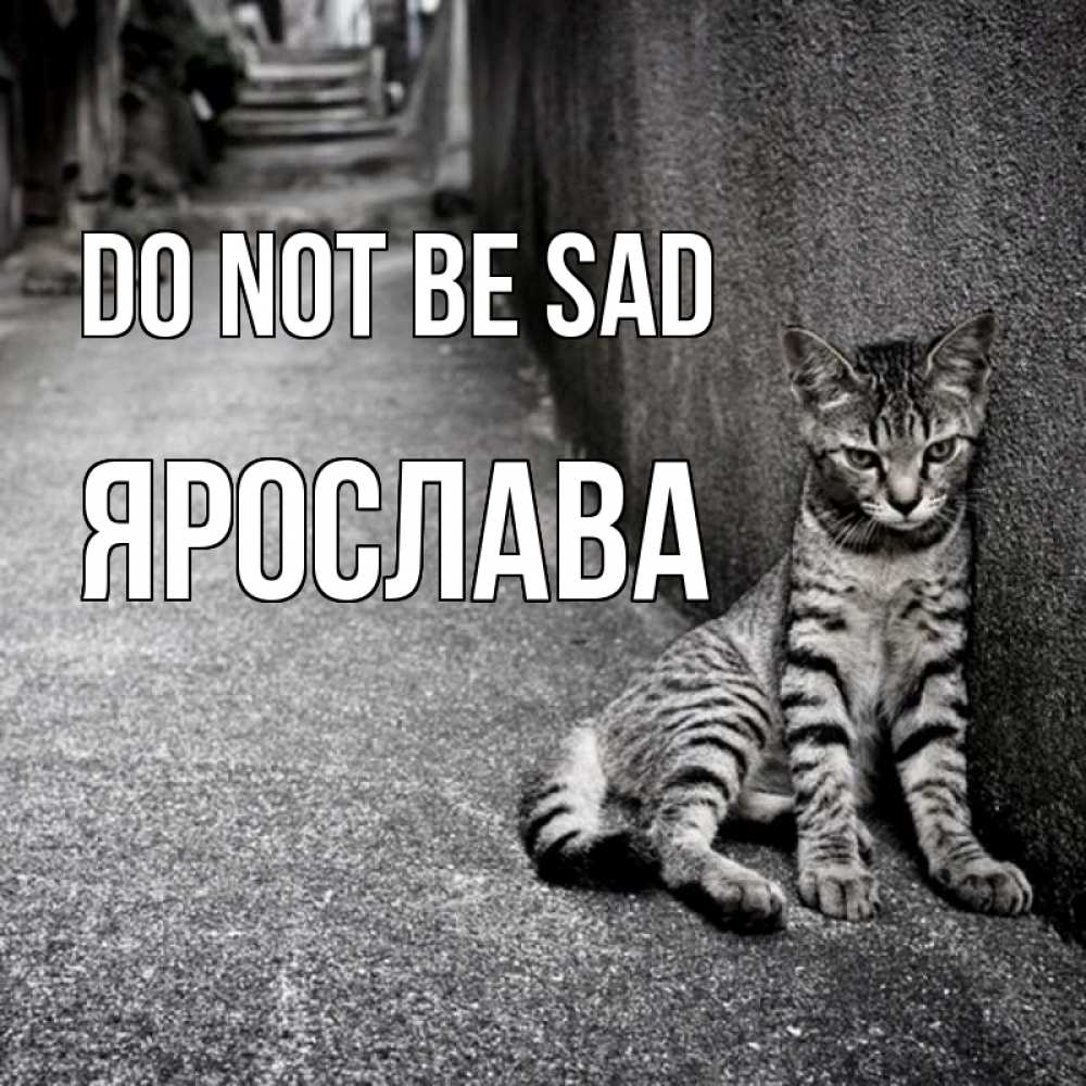 Greetings card с именем, Ярослава Do not be sad скучающий котик Greetings with text for free download 