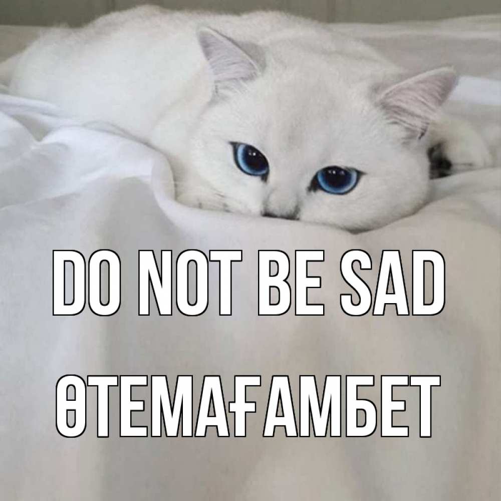 Greetings card с именем, ӨТЕМАҒАМБЕТ Do not be sad белый кот с голубыми глазами на белоснежной кровати Greetings with text for free download 