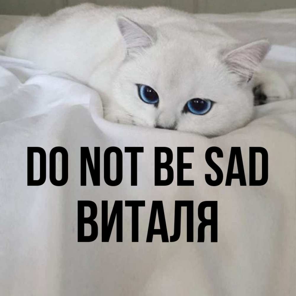 Greetings card с именем, Виталя Do not be sad Голубоглазая кошка Greetings with text for free download 