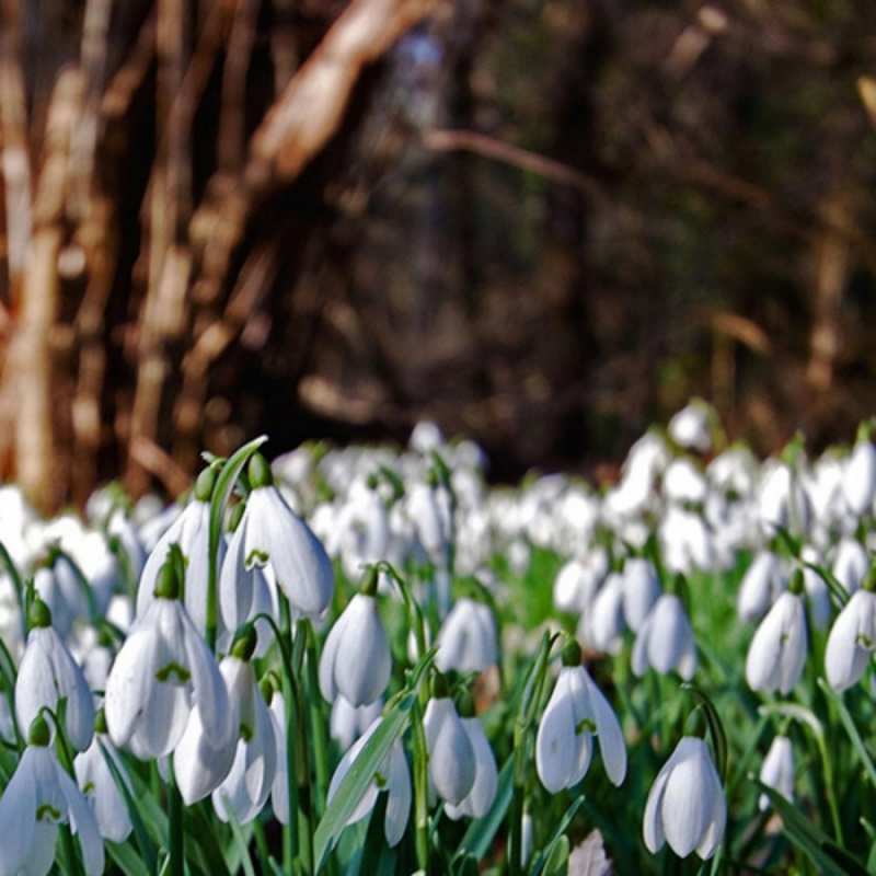 Открытка подснежники 1 с подснежниками 1 happy women`s day 