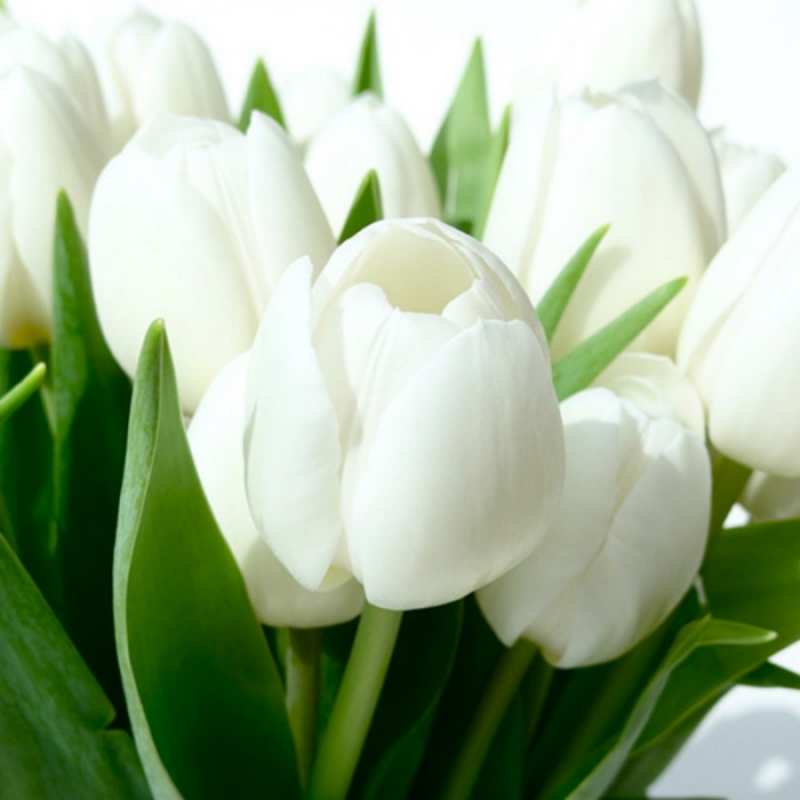 Открытка тюльпаны белые  цветы  happy women`s day 