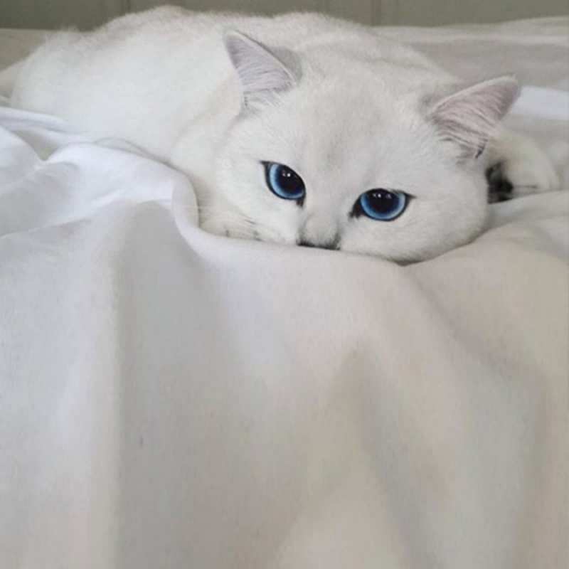 Открытка Белый кот на белой кровати   Голубоглазая кошка  Do not be sad 