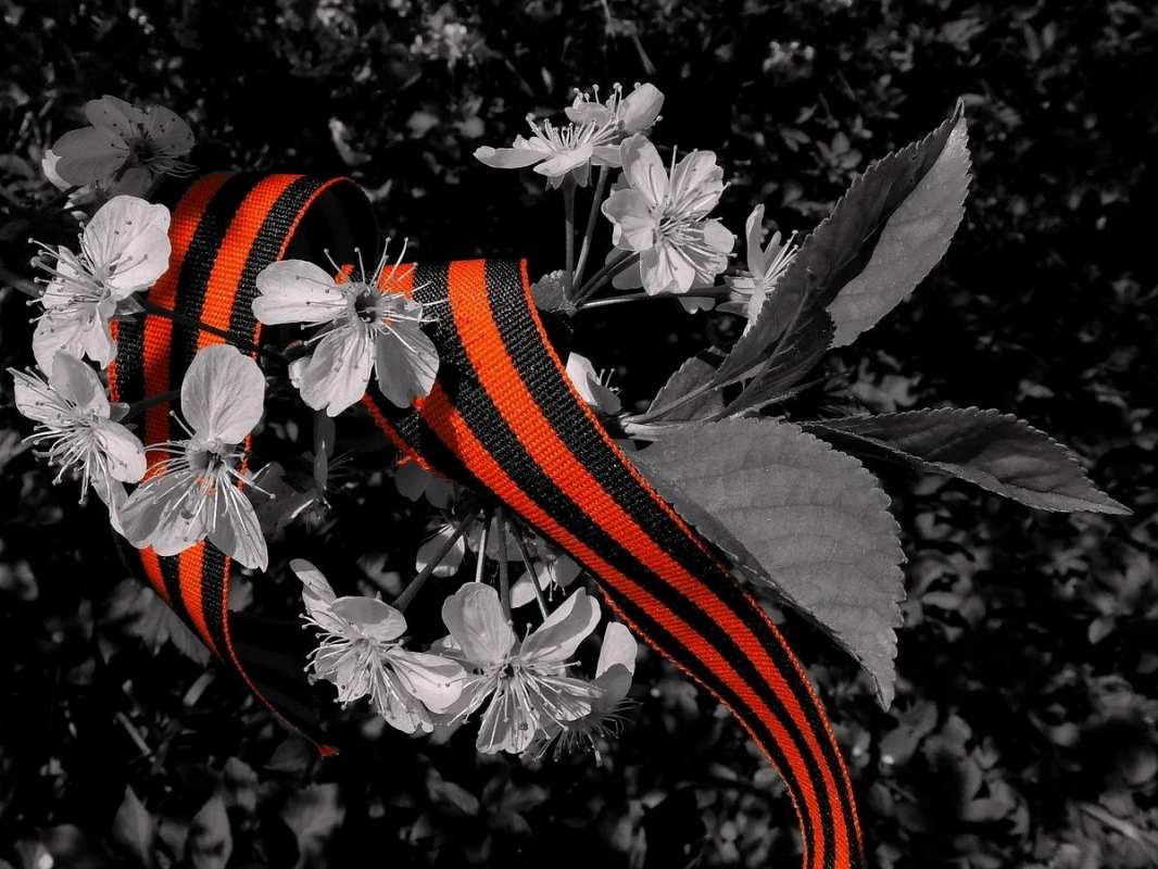 Открытка лента и цветы яблони  9 мая  From May 9 