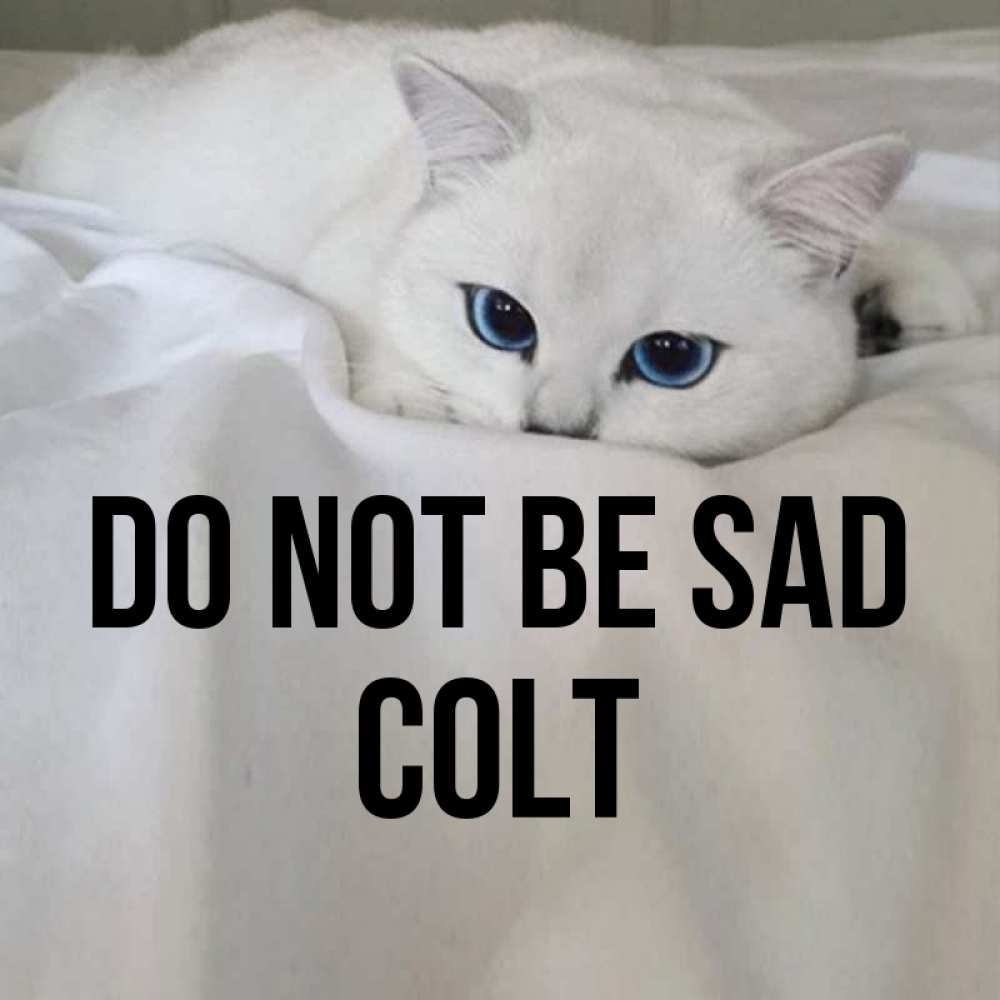 Greetings card с именем, Colt Do not be sad Голубоглазая кошка Greetings with text for free download 