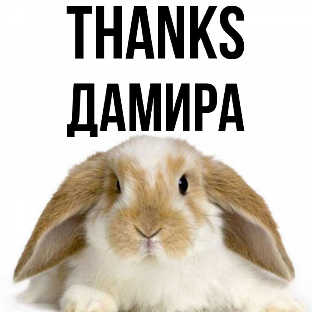 Greetings card с именем, ДАМИРА Thanks коричнево белый заяц Greetings with text for free download 