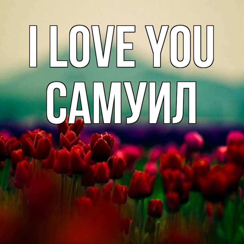 Greetings card с именем, Самуил I love you тюльпаны 4 Greetings with text for free download 