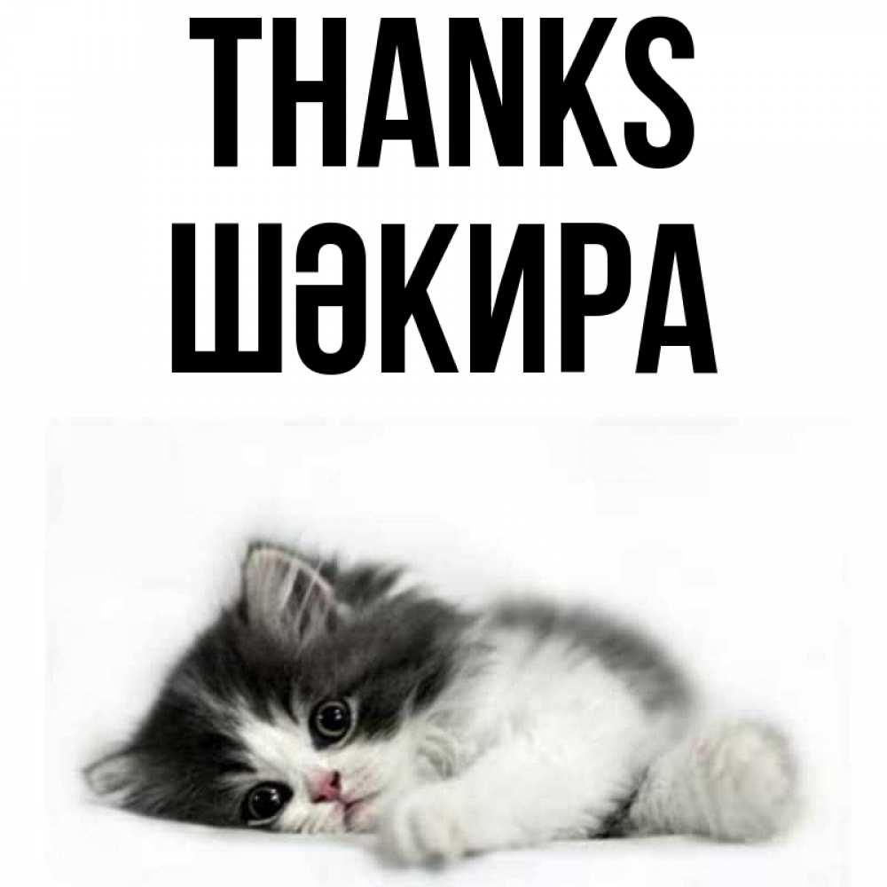 Greetings card с именем, ШӘКИРА Thanks черный и белый кот Greetings with text for free download 