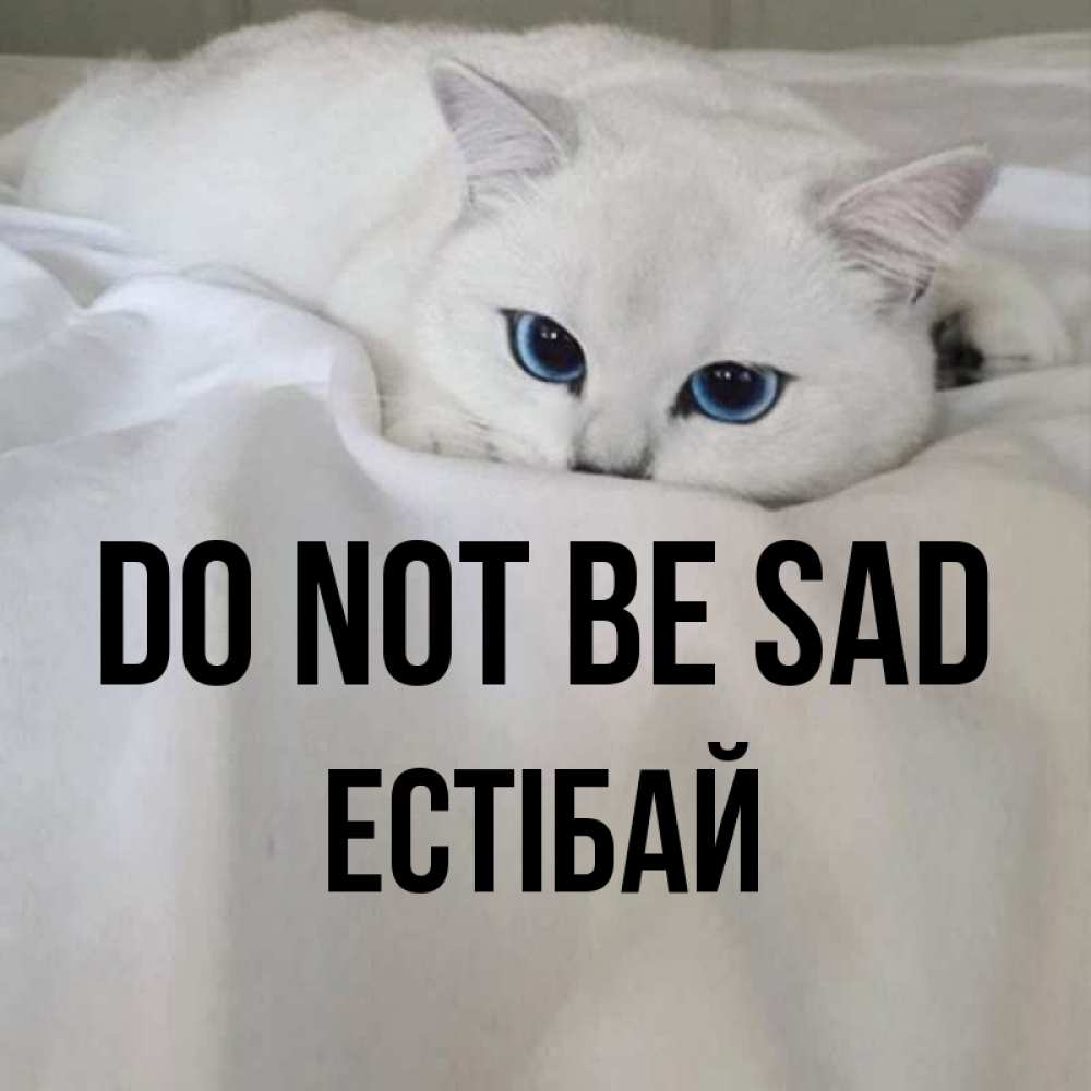 Greetings card с именем, Естібай Do not be sad Голубоглазая кошка Greetings with text for free download 
