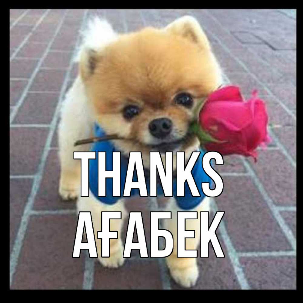 Greetings card с именем, Ағабек Thanks спасибо и дарю тебе цветок Greetings with text for free download 