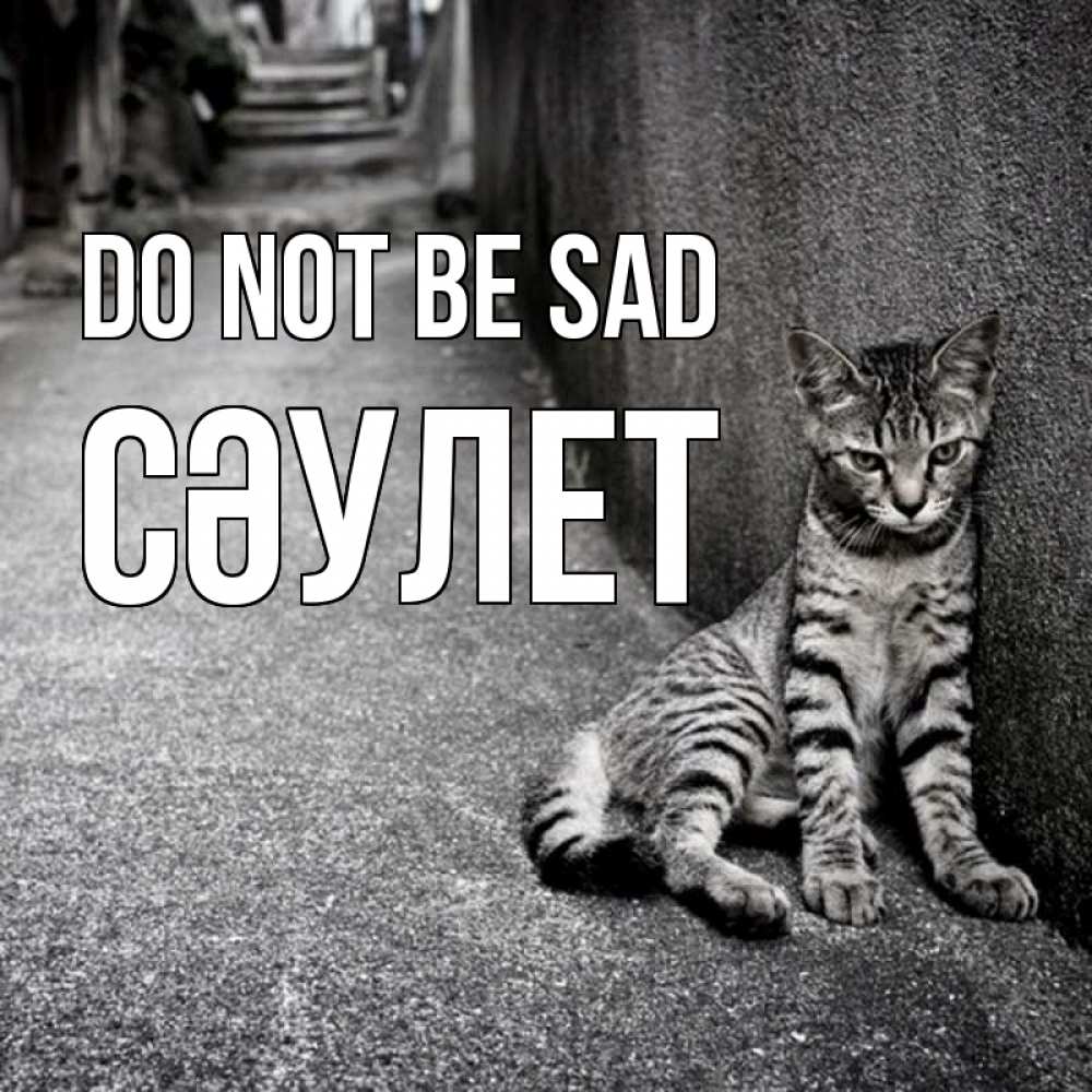 Greetings card с именем, СӘУЛЕТ Do not be sad скучающий котик Greetings with text for free download 