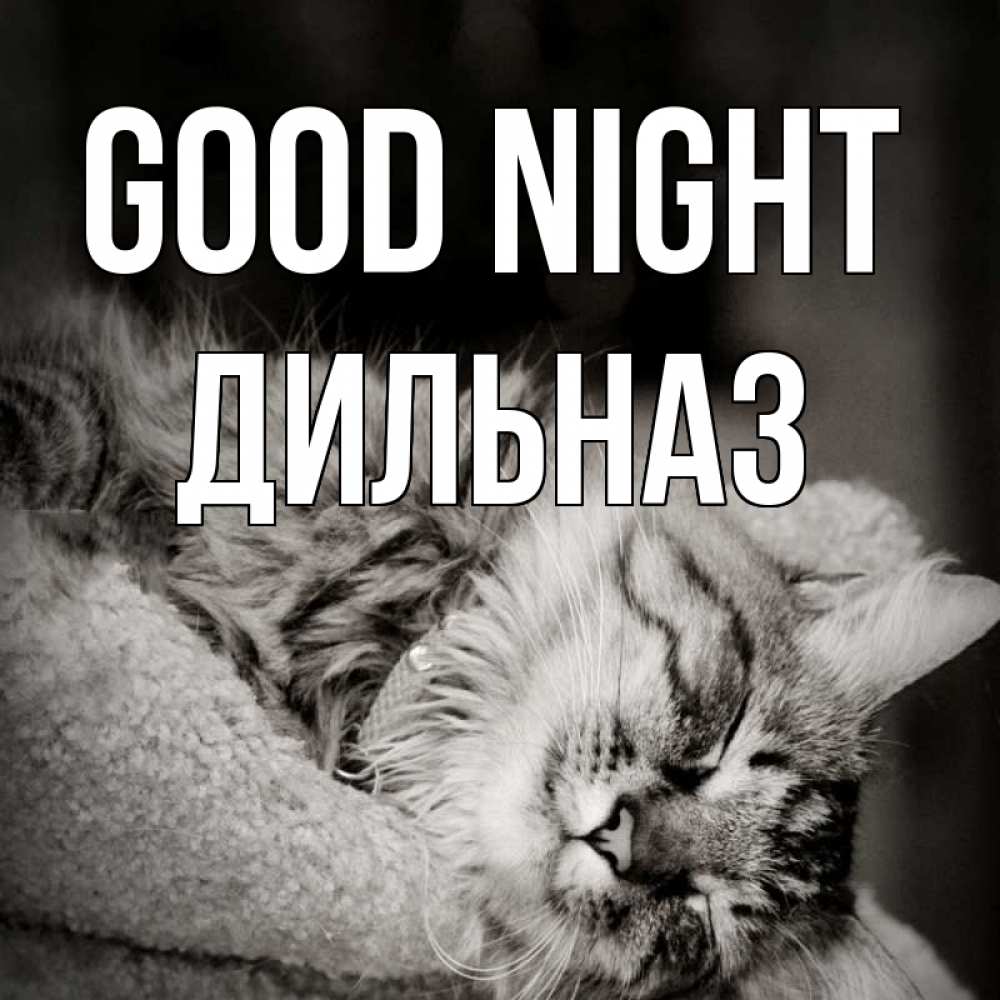 Greetings card с именем, ДИЛЬНАЗ Good night котярик пушистый Greetings with text for free download 