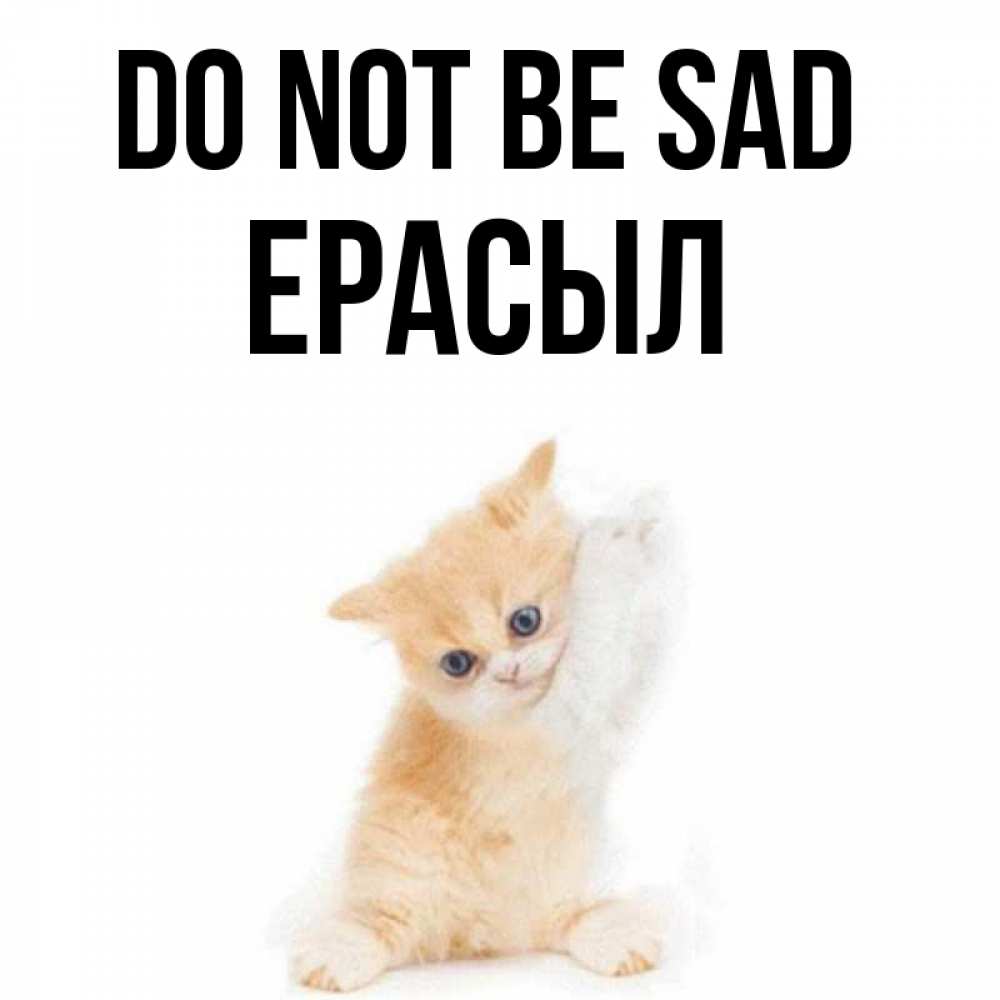 Greetings card с именем, Ерасыл Do not be sad просящий кот Greetings with text for free download 