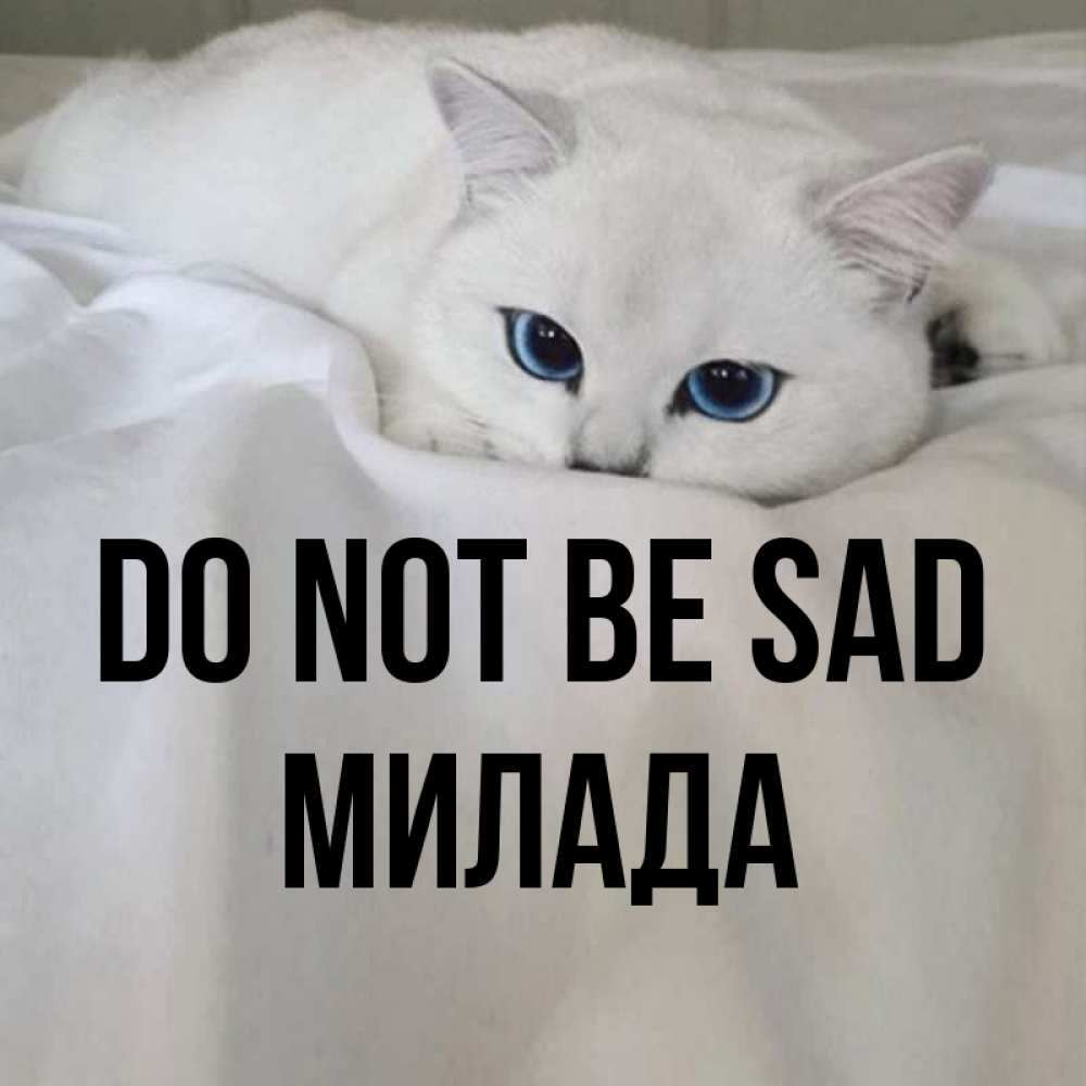 Greetings card с именем, Милада Do not be sad Голубоглазая кошка Greetings with text for free download 
