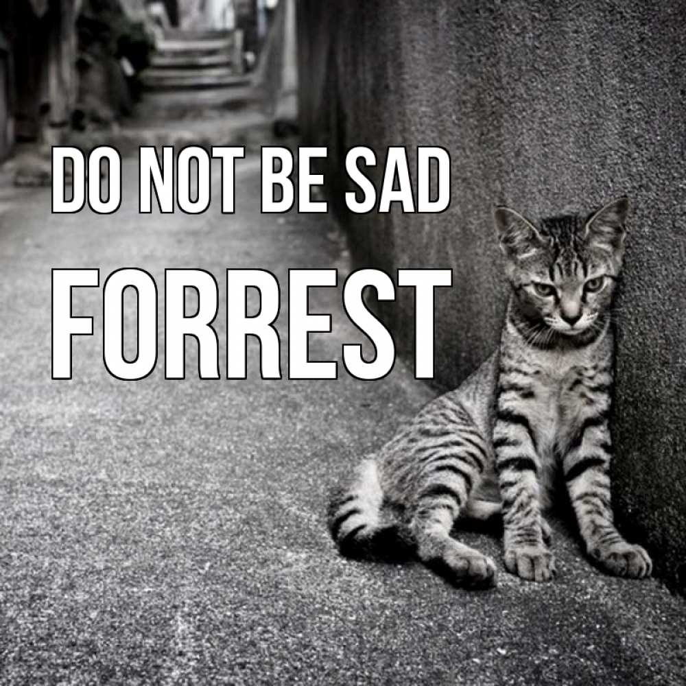 Greetings card с именем, Forrest Do not be sad скучающий котик Greetings with text for free download 