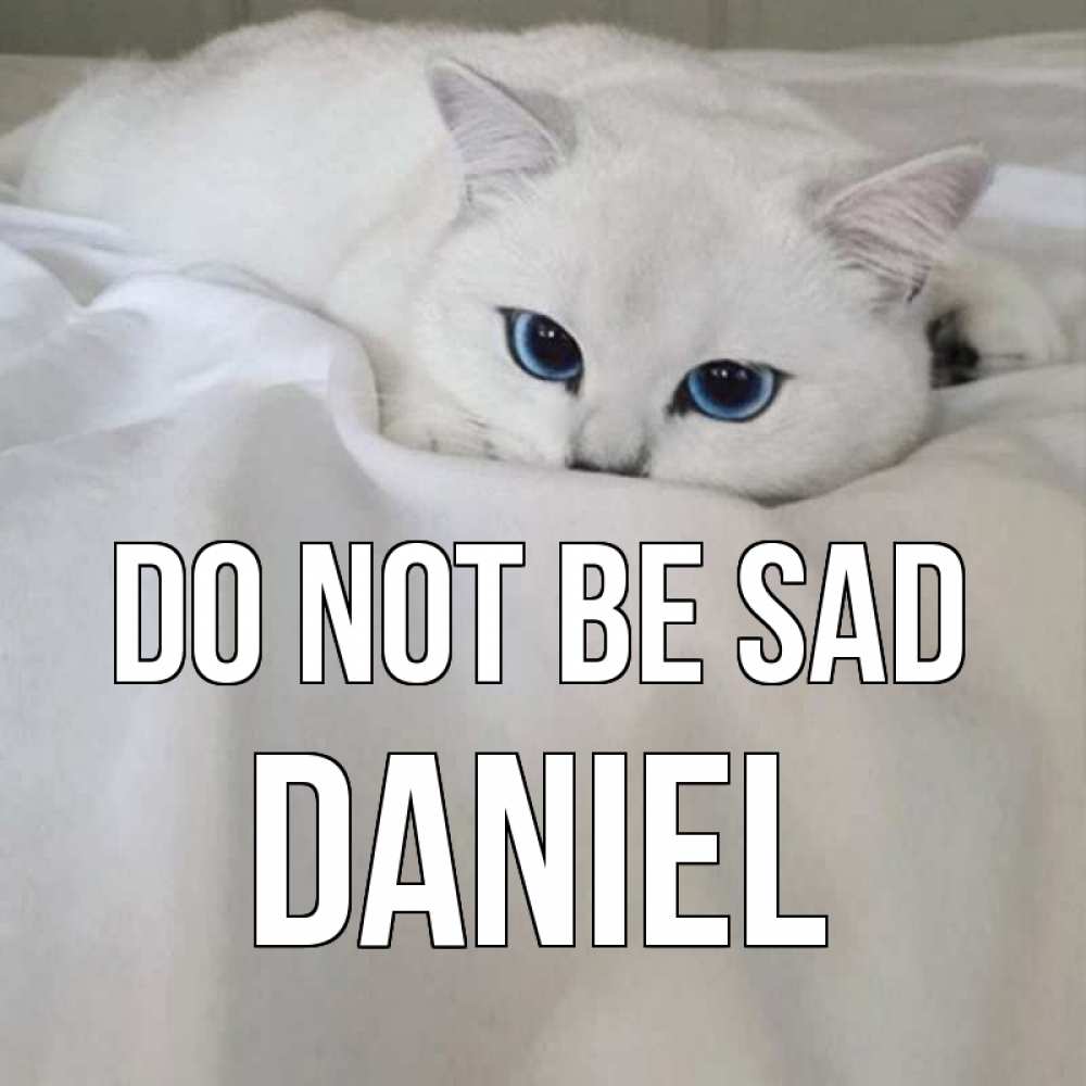 Greetings card с именем, Daniel Do not be sad белый кот с голубыми глазами на белоснежной кровати Greetings with text for free download 