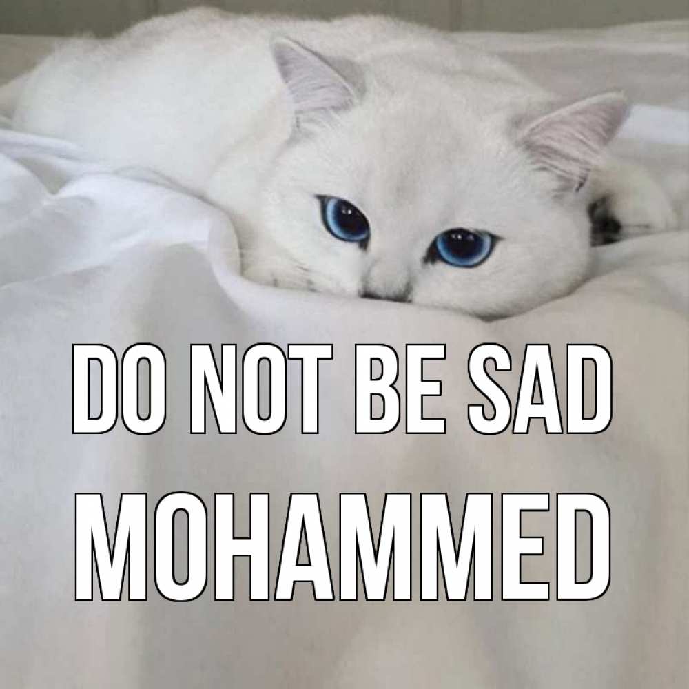Greetings card с именем, Mohammed Do not be sad белый кот с голубыми глазами на белоснежной кровати Greetings with text for free download 