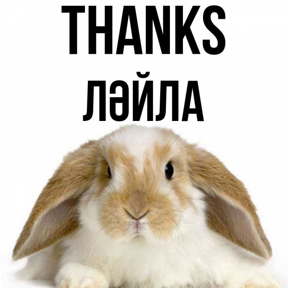Greetings card с именем, ЛӘЙЛА Thanks коричнево белый заяц Greetings with text for free download 