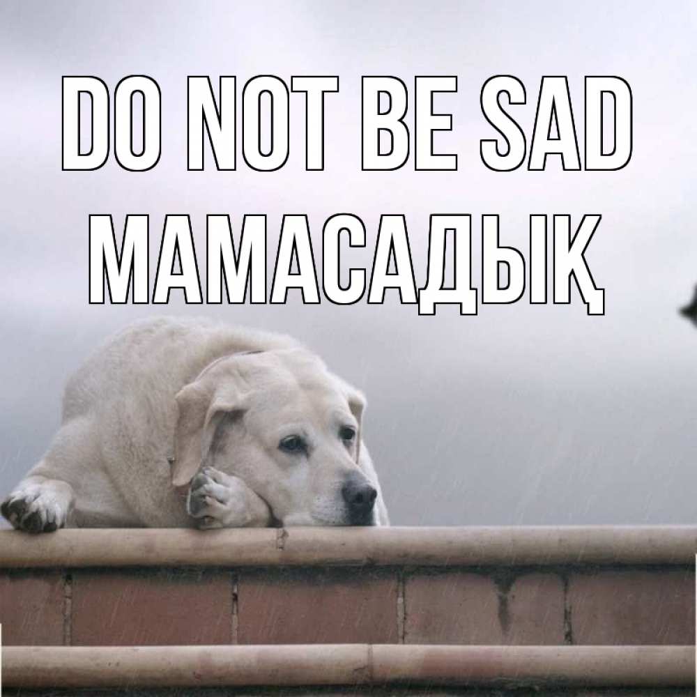 Greetings card с именем, МАМАСАДЫҚ Do not be sad белый пес 1 Greetings with text for free download 