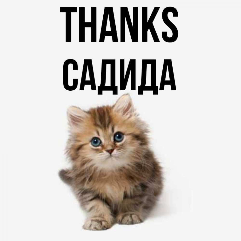 Greetings card с именем, САДИДА Thanks пушистый котик Greetings with text for free download 