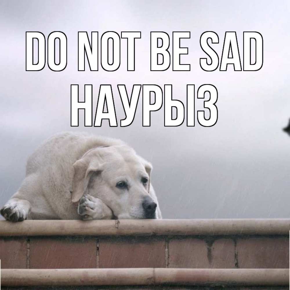 Greetings card с именем, НАУРЫЗ Do not be sad белый пес 1 Greetings with text for free download 