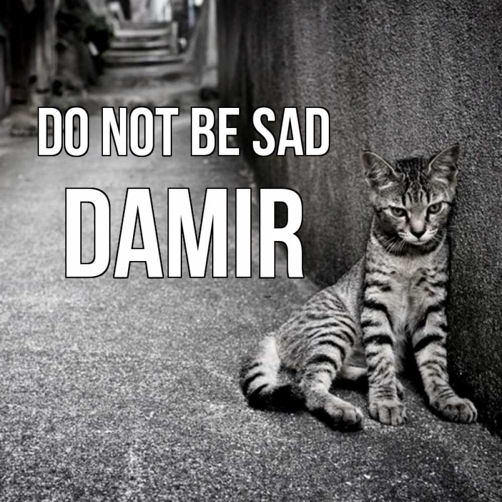 Greetings card с именем, Damir Do not be sad скучающий котик Greetings with text for free download 