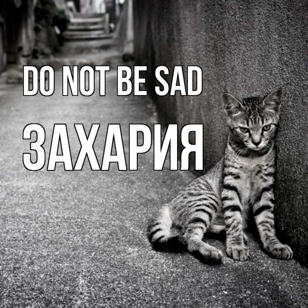 Greetings card с именем, Захария Do not be sad скучающий котик Greetings with text for free download 