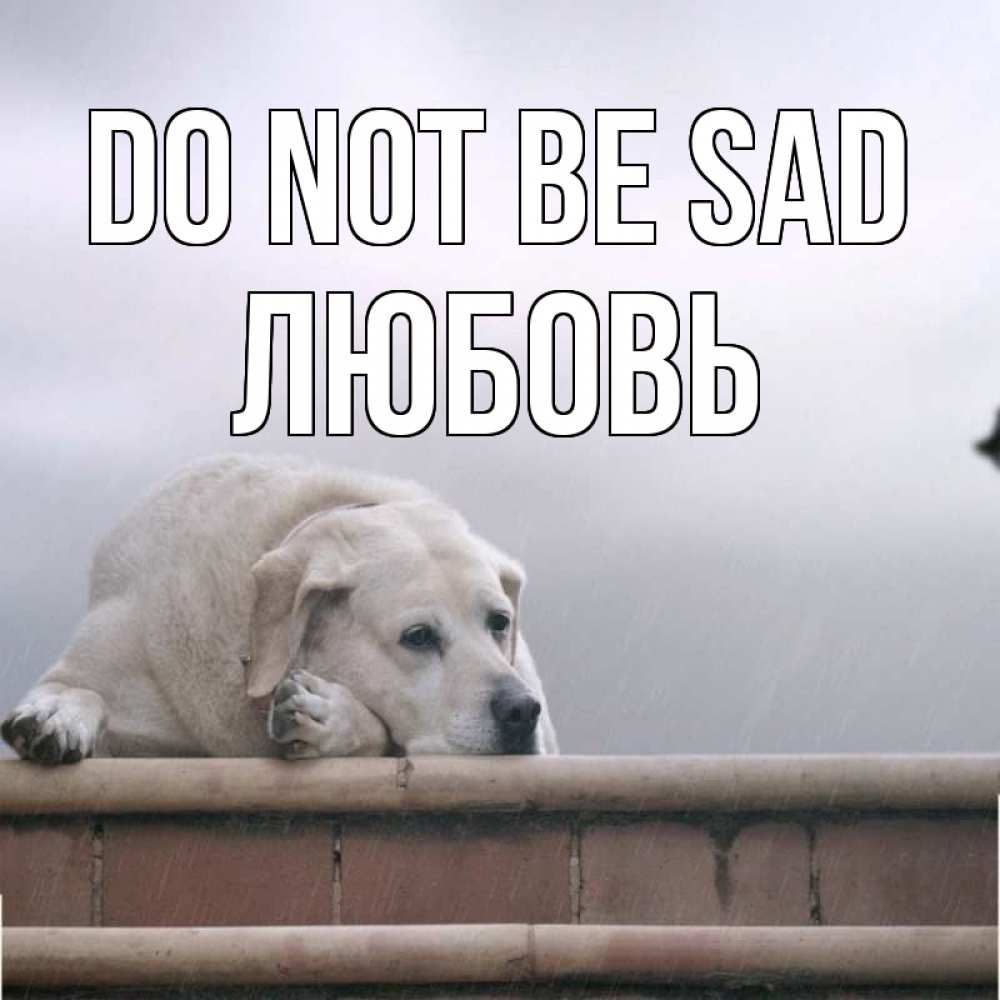 Greetings card с именем, Любовь Do not be sad белый пес 1 Greetings with text for free download 