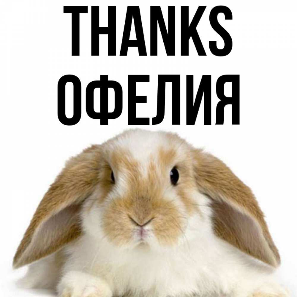 Greetings card с именем, Офелия Thanks коричнево белый заяц Greetings with text for free download 