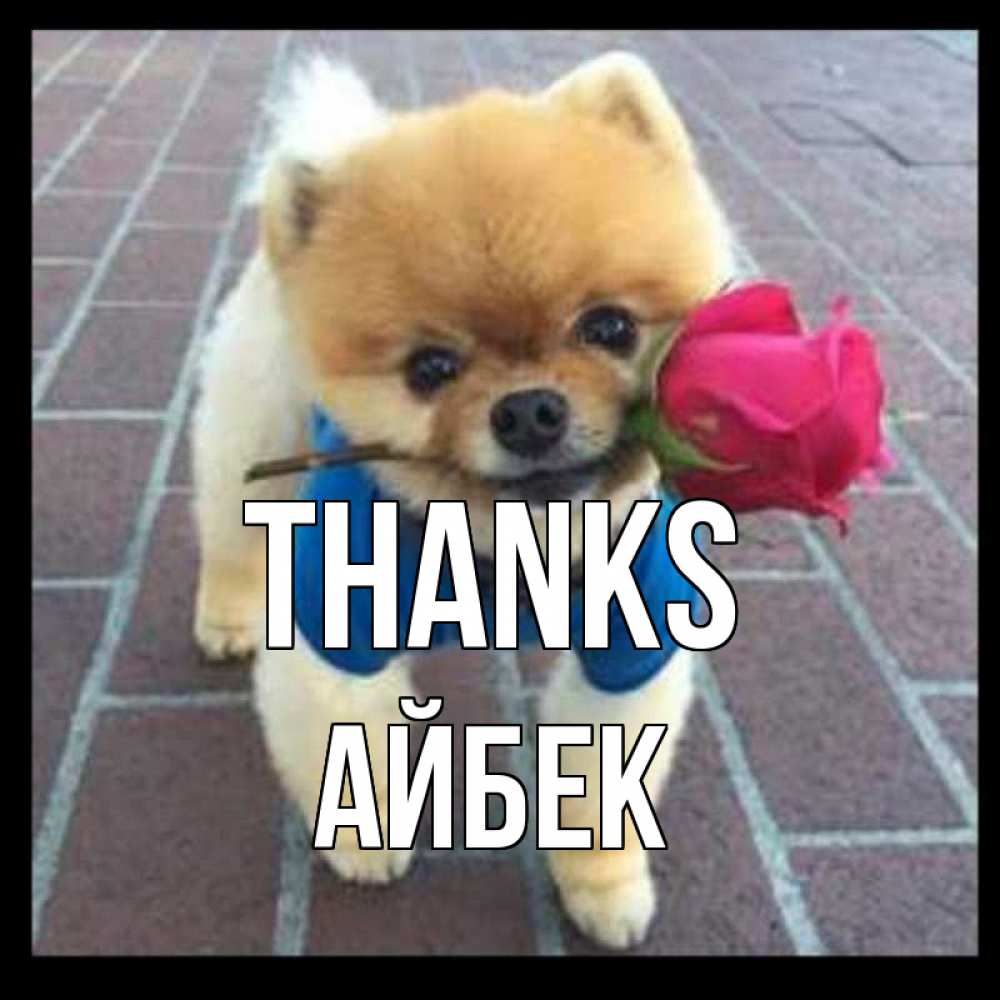 Greetings card с именем, Айбек Thanks спасибо и дарю тебе цветок Greetings with text for free download 