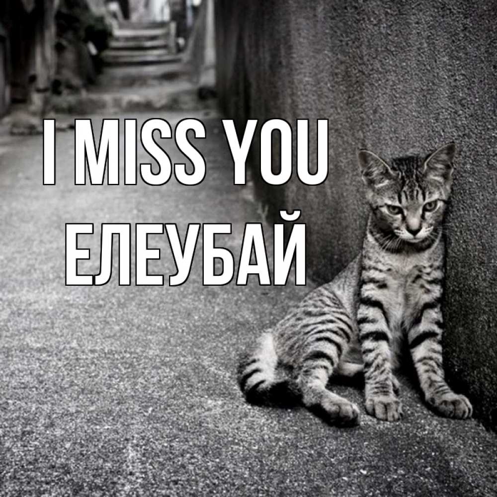 Greetings card с именем, Елеубай I miss you одиноко котику Greetings with text for free download 