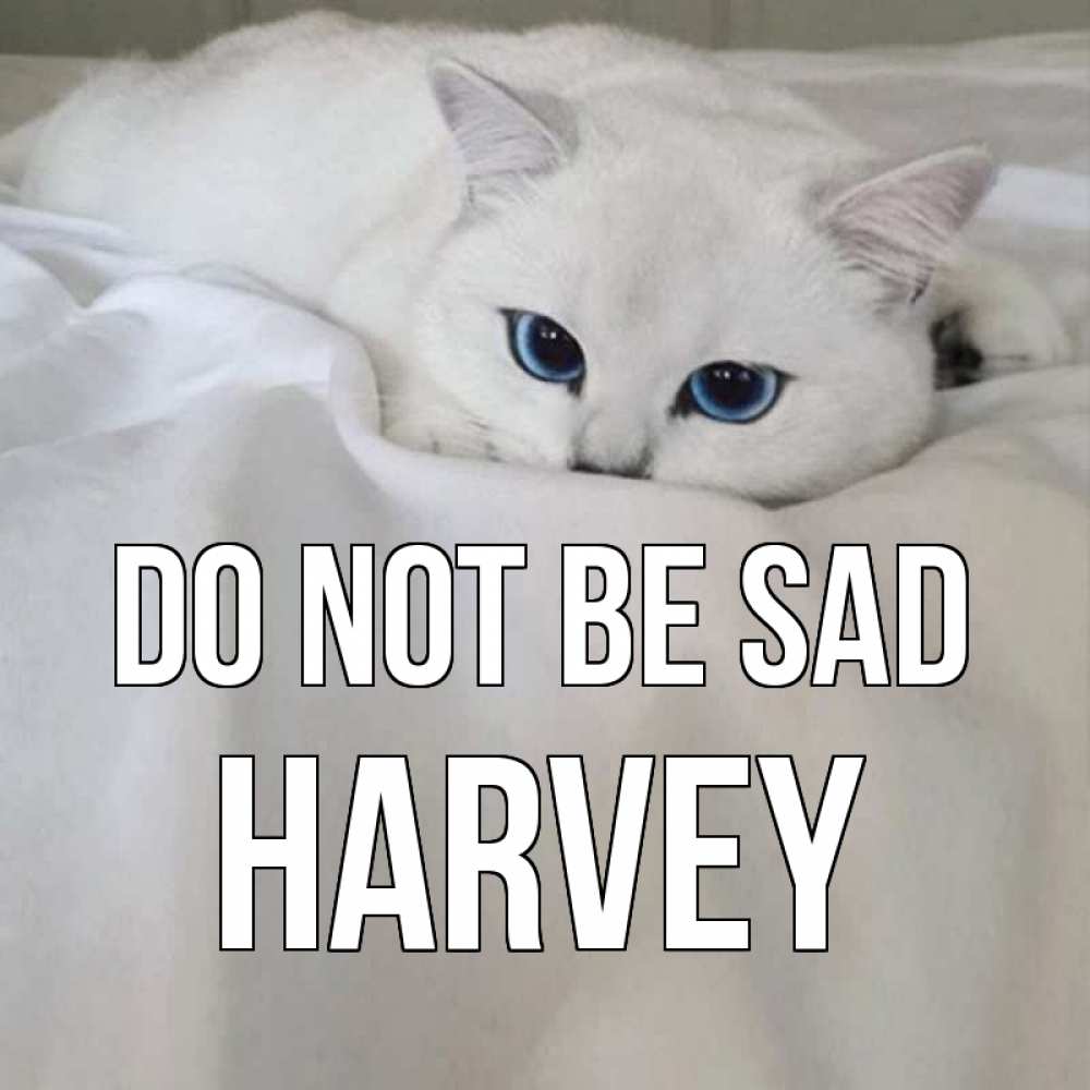 Greetings card с именем, Harvey Do not be sad белый кот с голубыми глазами на белоснежной кровати Greetings with text for free download 