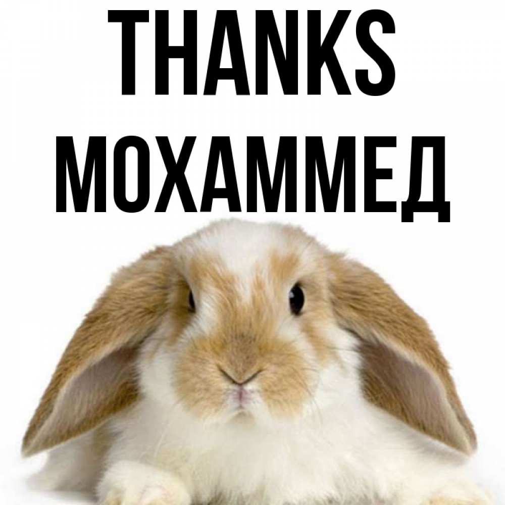 Greetings card с именем, Мохаммед Thanks коричнево белый заяц Greetings with text for free download 